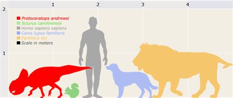 Protoceratops size comparison : DinoChecker Dinosaur Gallery