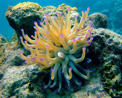 sea+anemone.jpg (2547×2038) | Nature - Jellyfish, Anemones, Sponges | Pinterest | Sea anemone ...