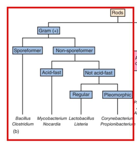 Gram-Positive Bacteria - Endospore-Forming Bacilli Flashcards | Quizlet