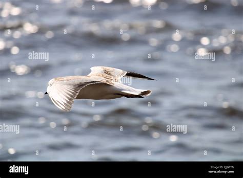 The beautiful nature of Latvia Stock Photo - Alamy