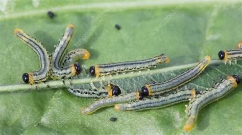 Sawfly larvae - Stock Video Clip - K007/1035 - Science Photo Library