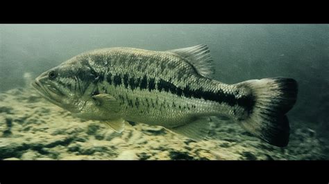 Largemouth Bass Spawn / UNDERWATER FOOTAGE - YouTube