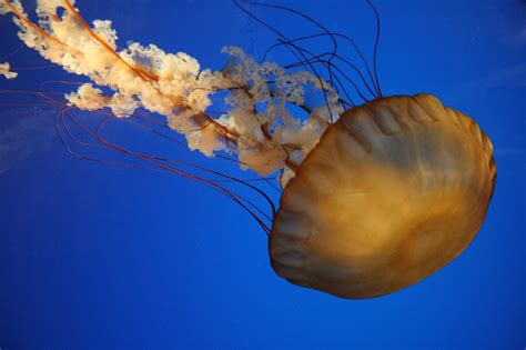 This Scary Giant Black Jellyfish Is Stinging Swimmers In Southern California