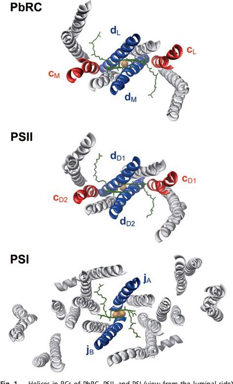 Figure 1 from How photosynthetic reaction centers control oxidation power in chlorophyll pairs ...