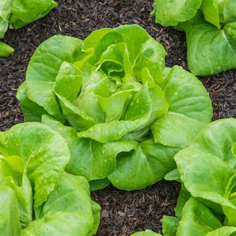 Lettuce All Year Round (Butterhead) | Pack of 15 Plug Plants