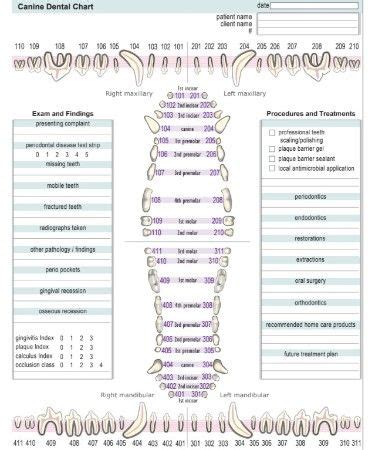 View, Download or Print this Canine Dental Chart PDF completely free ...