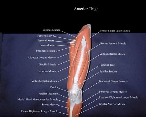 anteriorthighmodel