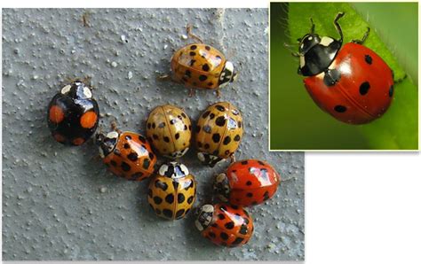 ScienceShot: Invasive Ladybug Carries Fatal Parasite | Science | AAAS