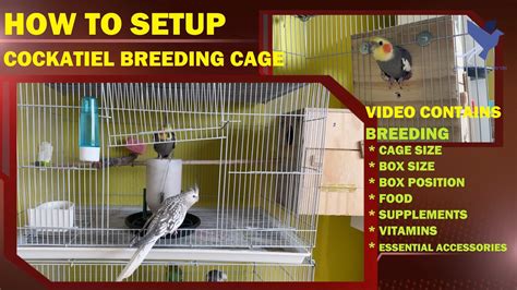 Cockatiel Breeding Setup at home | How to setup Cockatiel Breeding Cage | Breeding Cage & Box ...