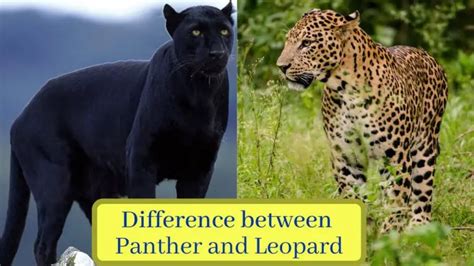 7 Structural Difference Between Panther and Leopard with Similarities | Animal Differences