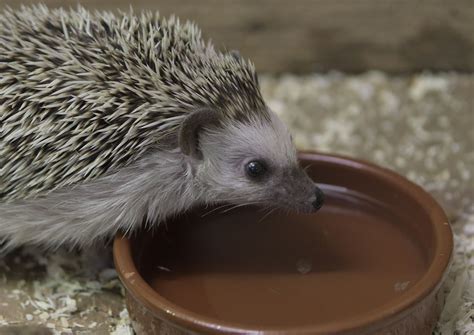 African pygmy hedgehog - ZooChat