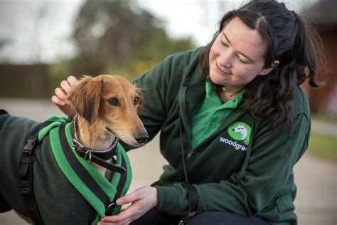 Adopt small pets | Woodgreen Pets Charity