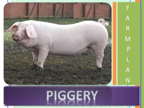 Piggery