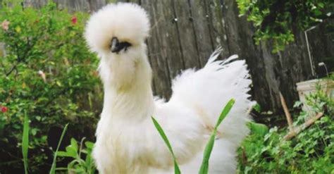 Fluffy Headed Chicken Breeds