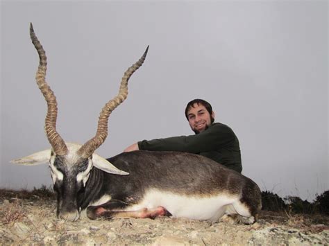 Blackbuck Antelope Hunting in Texas at Shonto Ranch • Blackbuck Hunts