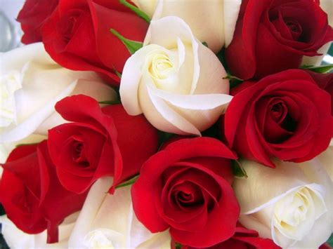 Red and White Roses Wallpapers - Top Free Red and White Roses ...