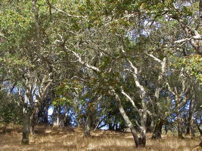 California Oak woodland, United States Tourist Information