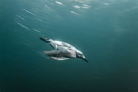 A changing habitat for the California sea lion - Oceanographic ...