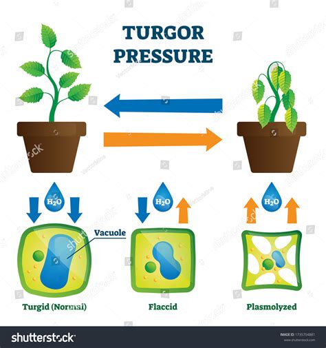 Vektor Stok Turgor Pressure Vector Illustration Labeled Hydrostatic ...