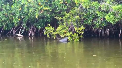 Manatee Encounter on a Kayak Tour