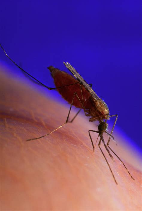 Malaria Mosquito Photograph by Sinclair Stammers/science Photo Library ...