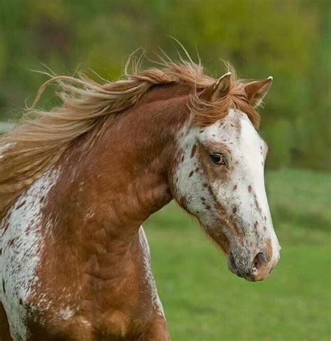 nez perce horses | Appaloosa horses, Horses, Beautiful horses