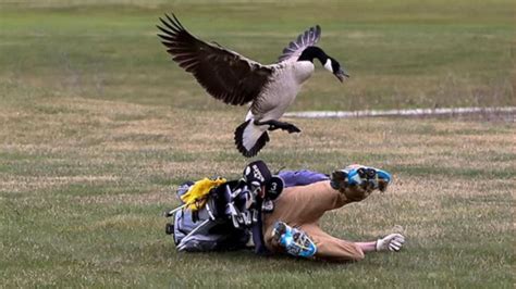 High school golfer attacked by goose in hilarious set of photos Video - ABC News