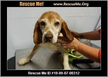 - Ohio Dog Rescue - ADOPTIONS - Rescue Me!