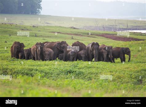 Elephant forest herd hi-res stock photography and images - Alamy