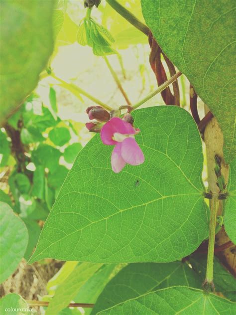 July 2016 ¨Bean Flower¨ in a garden