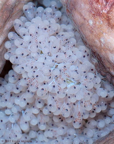 Images Of Octopus Eggs - On average, females lay around 100,000 eggs at one time, and. - Koplo Png