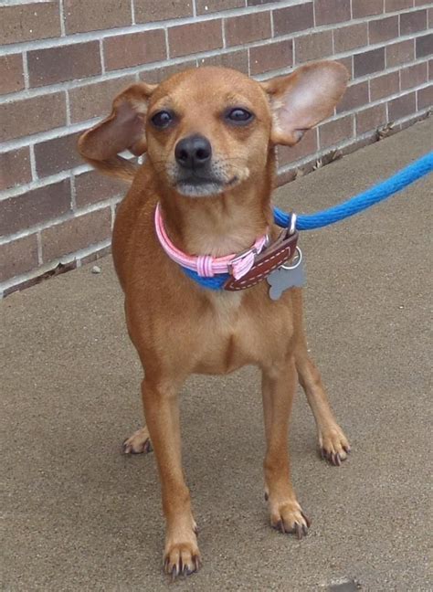 Adopt Gidget on Petfinder | Mini pinscher, Chihuahua, Lap dogs