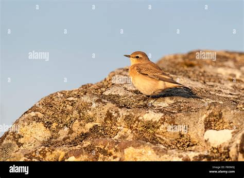 Northern wheatear flight hi-res stock photography and images - Alamy