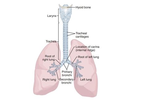 Trachea And Lungs Diagram