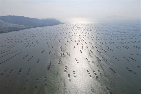 Restoring Hong Kong’s oyster reefs, one abandoned oyster farm at a time