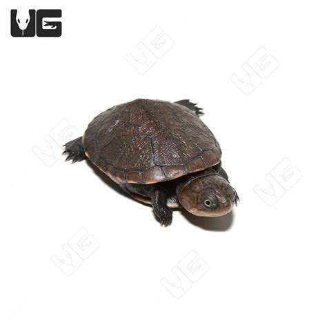 Baby West African Helmeted Turtles (Pelusios castaneus) For Sale ...