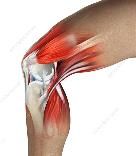 Knee anatomy, artwork - Stock Image - C010/2766 - Science Photo Library