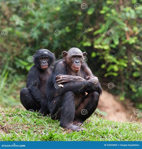 Bonobo Couple Being Intimate Together, Social Human Ape Behavior, Pygmy ...