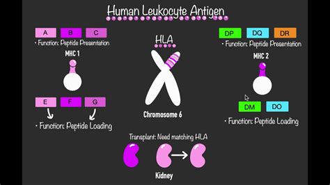 Human leukocyte antigen - YouTube