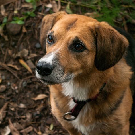 Muki Australian cattle dog & Beagle mix Cooper Park | Australian cattle dog, Cattle dog, Dogs