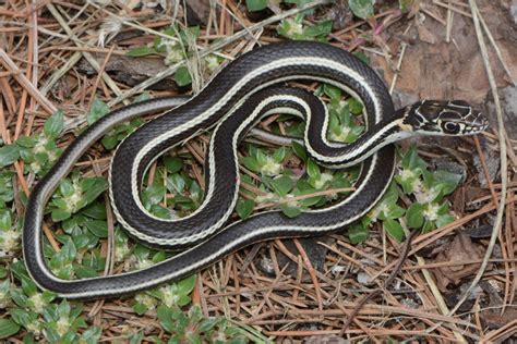 Striped Whipsnake (Masticophis taeniatus)