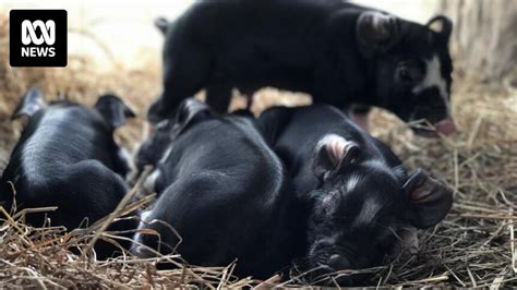 Wagyu of the pork world: Heritage breeds bring home the bacon for free-range piggery - ABC News