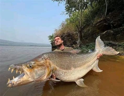 Dangerous Goliath Tigerfish Lurking In The Freshwaters | The Predatory Fish That Even Attacks ...