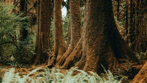 Hoh Rainforest: Hall of Mosses & Spruce Nature Trail