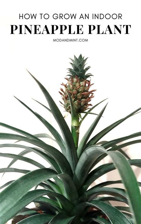 How to Care for a Pineapple Plant as a Houseplant