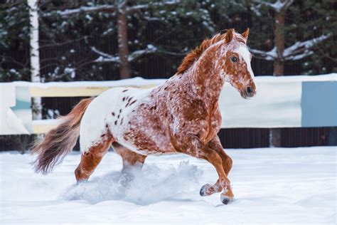 5 Things About the Spectacularly Spotted Appaloosa Horses You Probably ...