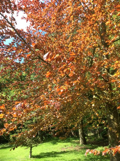 an orange tree in the middle of a grassy area with lots of leaves on it