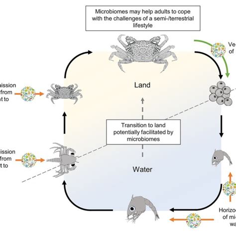 | Life cycle of a semi-terrestrial crab (here represented as a female ...