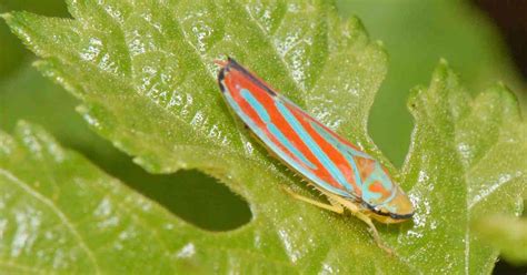 Urban Wildlife Guide: The Candy-Striped Leafhopper