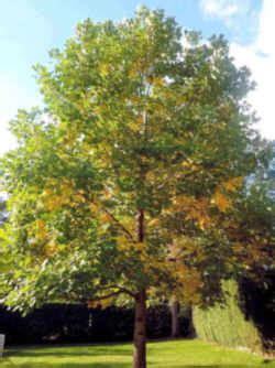 Tennessee State Tree: Tulip/Yellow Poplar